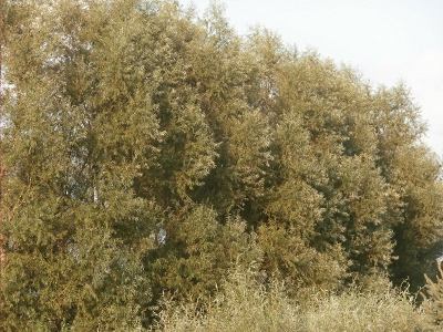 Bigfoot Willow Living Fence