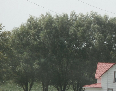 Fast Growing Windbreaks