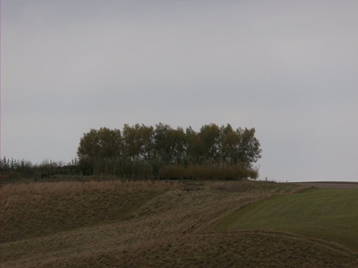 Quick Growing Willow Windbreaks