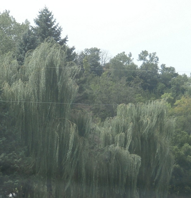 Weeping Hybrid Willows