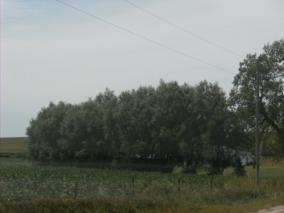 Willow Hybrid Quickest Growing Trees