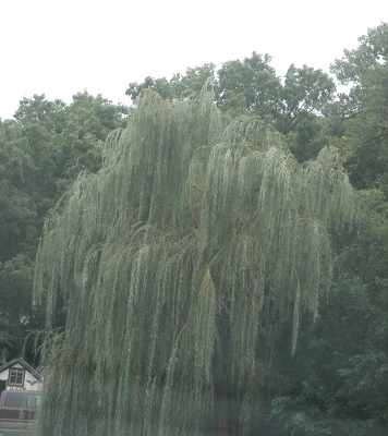 Willow Hybrids Weeping Willows